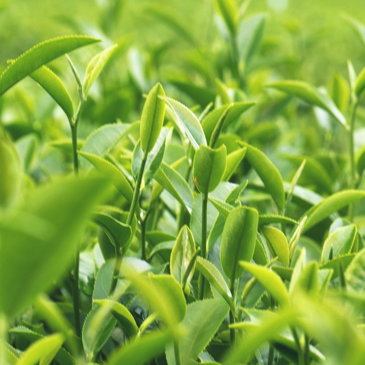 green tea leaves